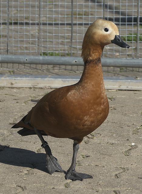 湯普森手感